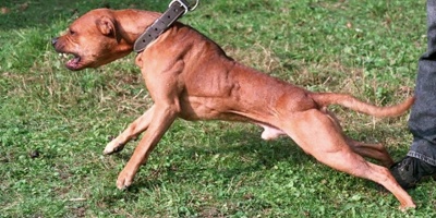 La justicia conden� al due�o de un Pitbull,  luego de que su perro mordiera a tres personas en el barrio Parque de La Paloma