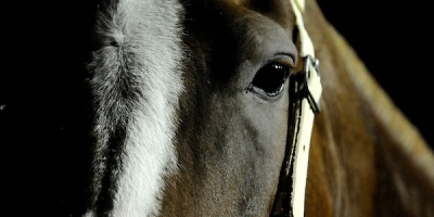 Se confirm� el primer caso de Encefalitis equina en Uruguay