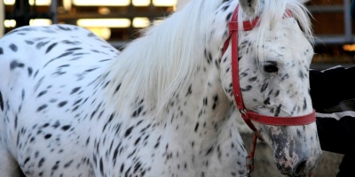 El MGAP trabaja en la prevencin de la encefalitis equina tras la confirmacin del primer caso en Uruguay