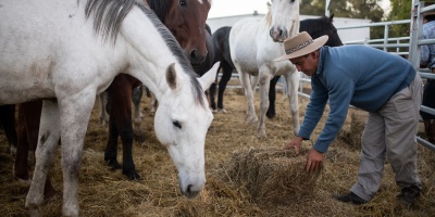El ministerio de Ganader�a confirm� la existencia de ocho casos positivos de encefalitis equina 