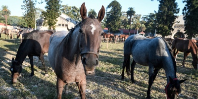 La ministra de Salud se refiri� a los s�ntomas por encefalitis equina en las personas