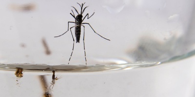 Brasil bate rcord de muertes por dengue en 2023, alcanzando ms de mil fallecidos