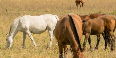 Son 51 los caballos con encefalomielitis equina