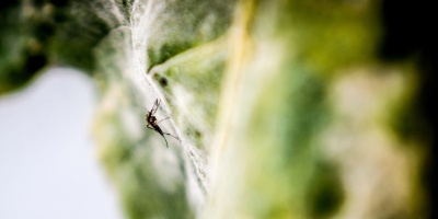 MSP recomienda a la poblaci�n reforzar las medidas de prevenci�n ante el aumento de casos de encefalitis equina 