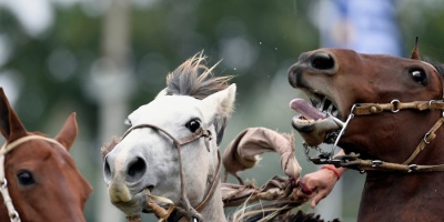 Alerta por casos de encefalomielitis equina.