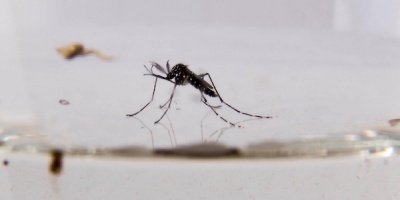 Autoridades de la Salud llaman a prevenir picaduras, ante notorio incremento de mosquitos