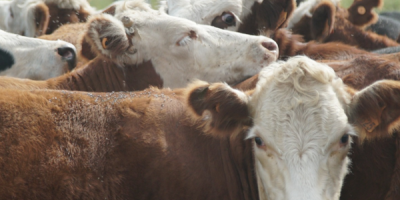 Israel concedi� la habilitaci�n de la carne ovina y bovina con hueso a Uruguay