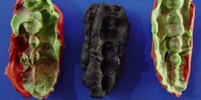 Chicles de hace 10.000 aos revelan la dieta de la Edad de Piedra