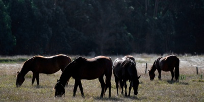 Encefalomielitis: Ascienden a 192 los caballos muertos con sintomatolog�a cl�nica