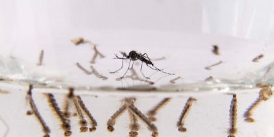El MSP recuerda los cuidados a tener en cuenta para evitar picaduras de mosquitos