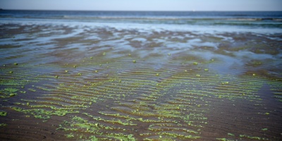 Algunas playas de Canelones presentaron floraciones de cianobacterias