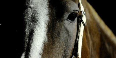 El MSP confirm� el segundo caso de encefalitis equina del oeste en humanos en Uruguay