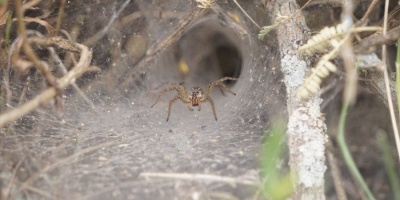 Descubren nuevas especies de ara�as 