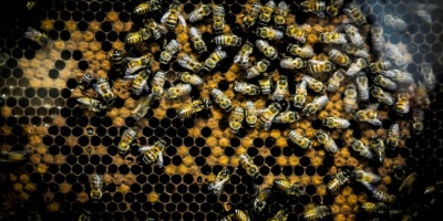 Durazno: Trabajadores fueron atacados por miles de abejas