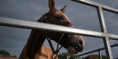 Son cuatro los casos de Encefalitis Equina del Oeste confirmados seg�n el �ltimo reporte del MSP