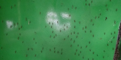 MSP: estas invasiones de mosquitos no suelen durar mucho tiempo y la posibilidad de intervenciones son limitadas