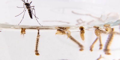 Estiman casos autctonos de dengue durante marzo