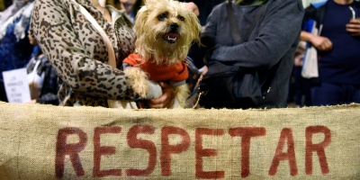 Plataforma Animalista pidi� la renuncia de las autoridades de INBA por �no ver avances en la protecci�n animal�