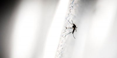 Salud Pública confirmó el primer caso de dengue autóctono