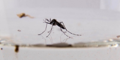 MSP llama a extremar medidas de prevención contra picaduras de mosquitos
