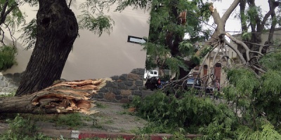 Ya son m�s de 27 intervenciones de Bomberos por ca�das de �rboles