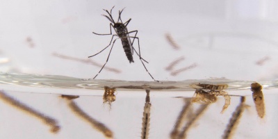 Son 72 los casos de dengue en el pas bajo seguimiento del ministerio de Salud Pblica