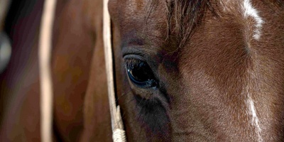 Bajan los casos de encefalomielitis equina