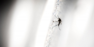 Confirman ms de 100.000 nuevos casos de dengue en lo que va de ao en Argentina