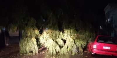 Arboles, columnas ca�das y muchas familias afectadas tras la fuerte tormenta ocurrida en las �ltimas horas en Florida 
