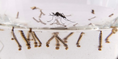 15 nuevos casos de dengue fueron detectados por el MSP