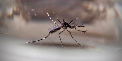 Hay otras dos personas en CTI por dengue en Salto, una en estado cr�tico; 39 casos confirmados, 32 aut�ctonos