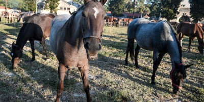 Plataforma Animalista: "el bienestar animal implica que el animal est� bien, sea libre, sin estar al servicio del hombre"