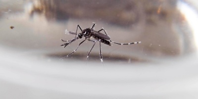 Hay ms de 200 casos de dengue detectados por el ministerio de Salud; 31 personas permanecen internadas, una en CTI
