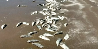 Las costas uruguayas quedaron regadas por cientos de peces muertos