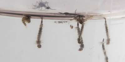 Salto es el departamento con m�s casos de dengue en el pa�s