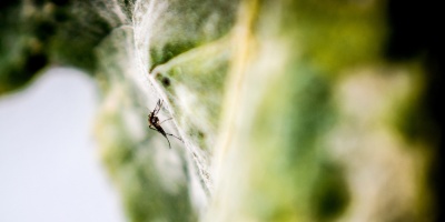 Hay m�s de 300 casos de dengue confirmados seg�n el �ltimo reporte del Ministerio de Salud P�blica