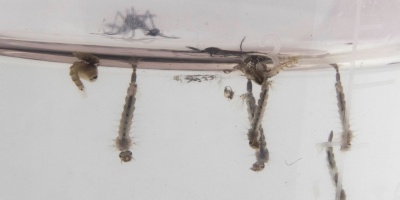 Se alcanzaron los 200 casos aut�ctonos de dengue en Uruguay