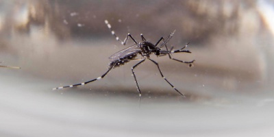 Se confirmaron 80 casos nuevos de dengue y 12 personas permanecen internadas en cuidados moderados
