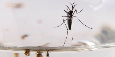 Se alcanzaron los 639 casos de Dengue en el pa�s y permanecen tres personas internadas en cuidados moderados