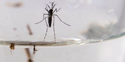 Se detectaron 12 casos nuevos de dengue seg�n el �ltimo reporte del Ministerio de Salud; al momento se acumulan 781 