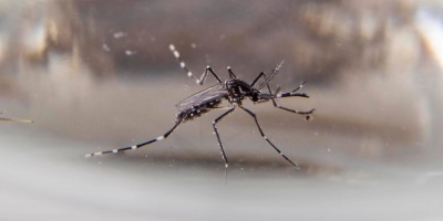 Dengue: Se registraron tres nuevos casos y una persona se encuentra en CTI