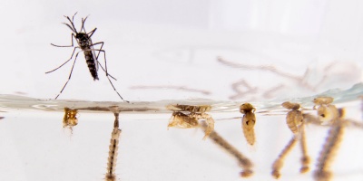 Se alcanzaron los 500 casos de dengue aut�ctono y se registraron 24 nuevos seg�n el �ltimo reporte del ministerio de Salud