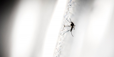Se registraron siete casos nuevos de dengue y tres personas permanecen internadas en cuidados moderados