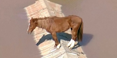 Finalmente rescataron al caballo que haba quedado atrapado en un techo por las inundaciones en Brasil