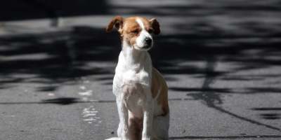 �Nos censuraron�: protectoras de animales retiraron a sus representantes de INBA