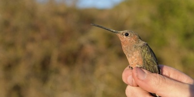Descubren la especie de colibr ms grande del mundo