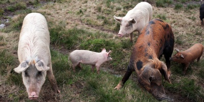 Argentina anunci que acord su primera exportacin de carne de cerdo a Uruguay
