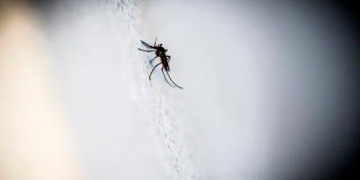 Se investiga una nueva muerte de un paciente por dengue en el pa�s