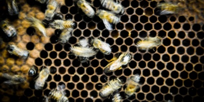 Avanza la investigaci�n sobre la enfermedad denominada "Mal de R�o", que causa la mortandad de larvas de abejas en nuestro pa�s
