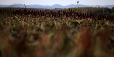 Productores cuestionan falta de coordinacin en la implementacin de la emergencia agropecuaria.